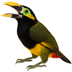Gould's Toucanet